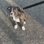 American bully/American bulldog