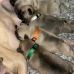 french bulldogs