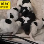 Jack russel puppies