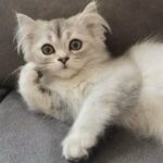 Persian kittens for sale