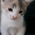 British Shorthair Calico X Kittens