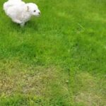 poochons