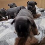 french bulldogs