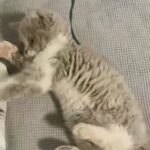 Blue white Selkirk Rex girl
