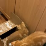 cute ginger kittens