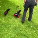 Dog Wheelchair „DogHelper UK” size XS