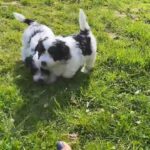 Havanese Puppies for sale in Battle