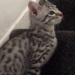 F5 Silver Savannah Kittens 13 Weeks
