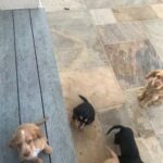 cocker spaniels