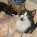 stunning female kittens
