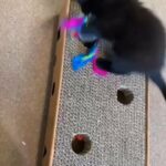 kittens' for sale