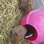 baby Guinea pigs for sale