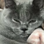 British Shorthair kittens