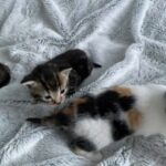 Beautiful kittens