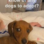 any dogs for adoption