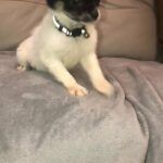 chorkie