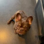 ultra rare Isabella intensive carrier french bulldog