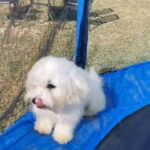 MALTESE BOY 6MONTH OLD FOR SALE