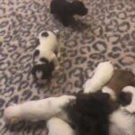 litter of Coton De Tulear x Patterdale Pups for sale in Essex