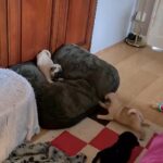 pug puppies kc registered