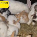 Baby rabbits bunny bunnies
