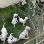 beautiful Dalmatian Puppies for sale