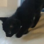 kiten