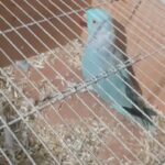 Ring neck parrot for sale