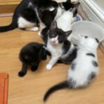 8 week tuxedo cat