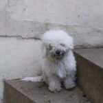 Bichon