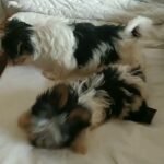 Biewer terrier pups