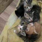 4 beautiful kittens