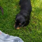 KC Reg Long Haired Miniature Dachshund