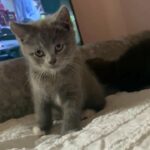 british blue cross