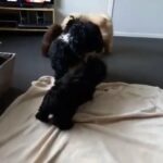 2 black & white Lhasapoo girls available in Cambridge