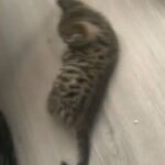 tabby kitten