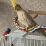 cinnamon pearl pied cockatiel