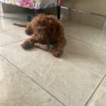 f1 cockapoo pup for sale