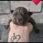 Blue French bulldog ( kc reg)