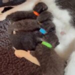 kittens