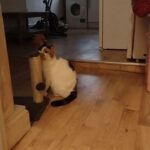 BeBe