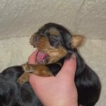 Yorkshire terrier puppies 3 girls