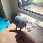 sky blue Indian ringneck parakeet