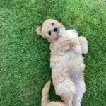 cavapoochon pups