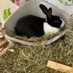 gorgeous baby bunny for sale