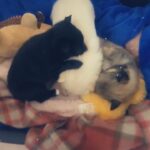 3 Pomeranian/chihuahua puppies