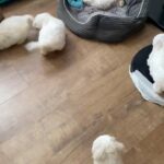 2 Maltese puppies left