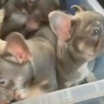 FRENCH BULLDOG PUPPIES ISABELLA CARRIERS!