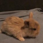 (boy Twix ) mini lop and Lionhead mix