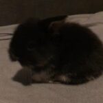 (boy Berry) mini lop and Lionhead